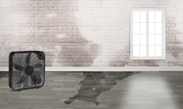 Best Flood restoration services  in Mills River, NC