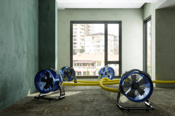 Best Mold removal after water damage  in Mills River, NC